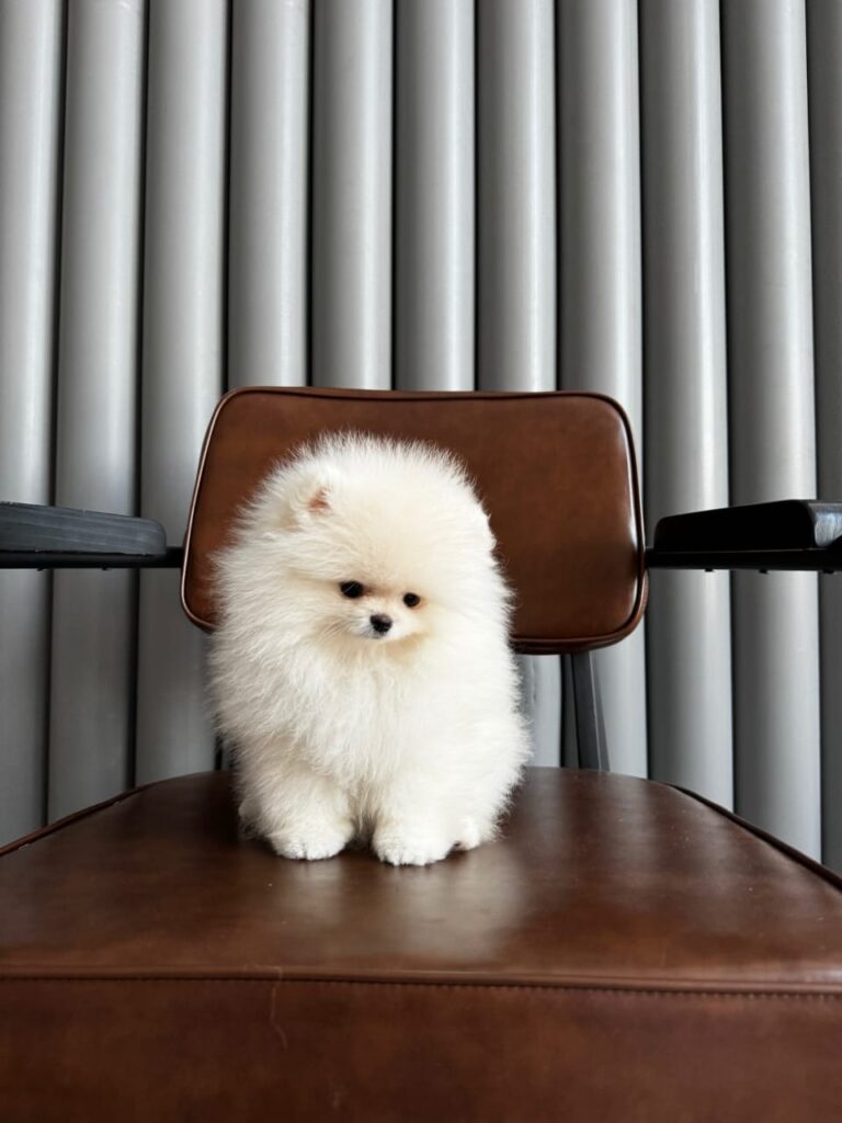 WhatsApp Image 2025-11-08 at 14.37