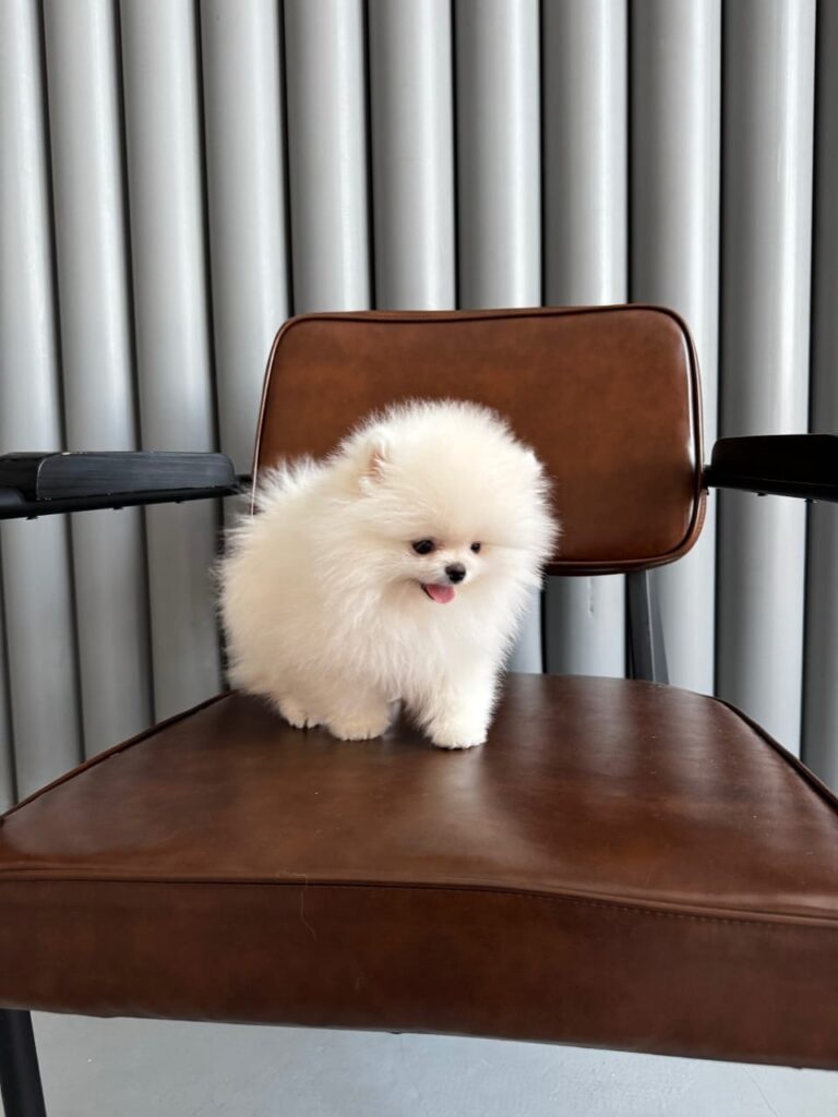 WhatsApp Image 2025-11-08 at 14.38