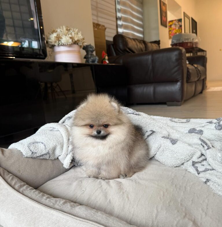 WhatsApp Image 2025-11-08 at 14.42