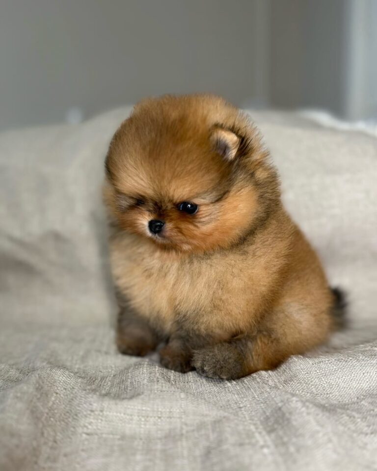 WhatsApp Image 2025-11-08 at 14.43