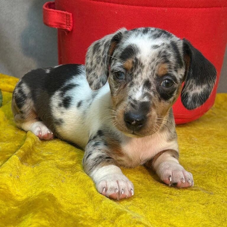 WhatsApp Image 2025-11-08 at 14.54