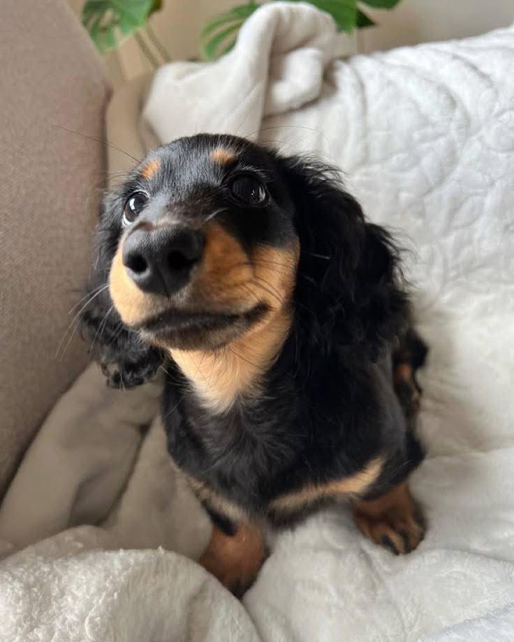 WhatsApp Image 2025-11-08 at 14.57