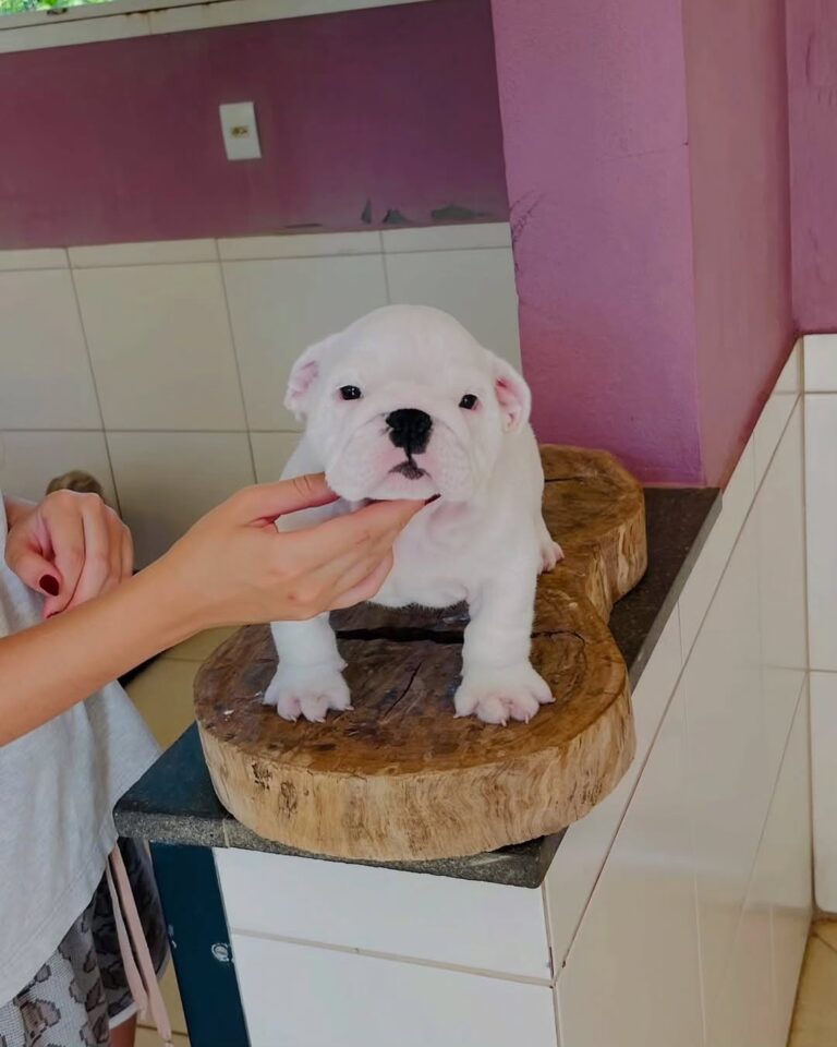 WhatsApp Image 2025-11-08 at 15.12