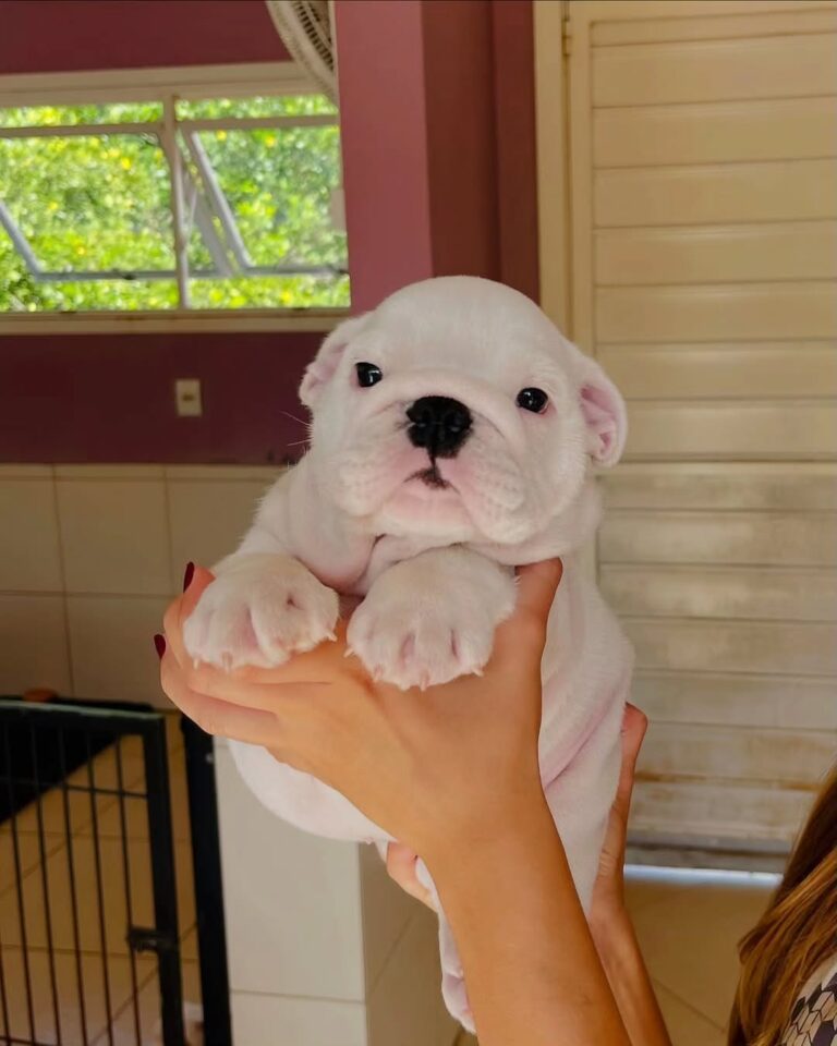 WhatsApp Image 2025-11-08 at 15.12