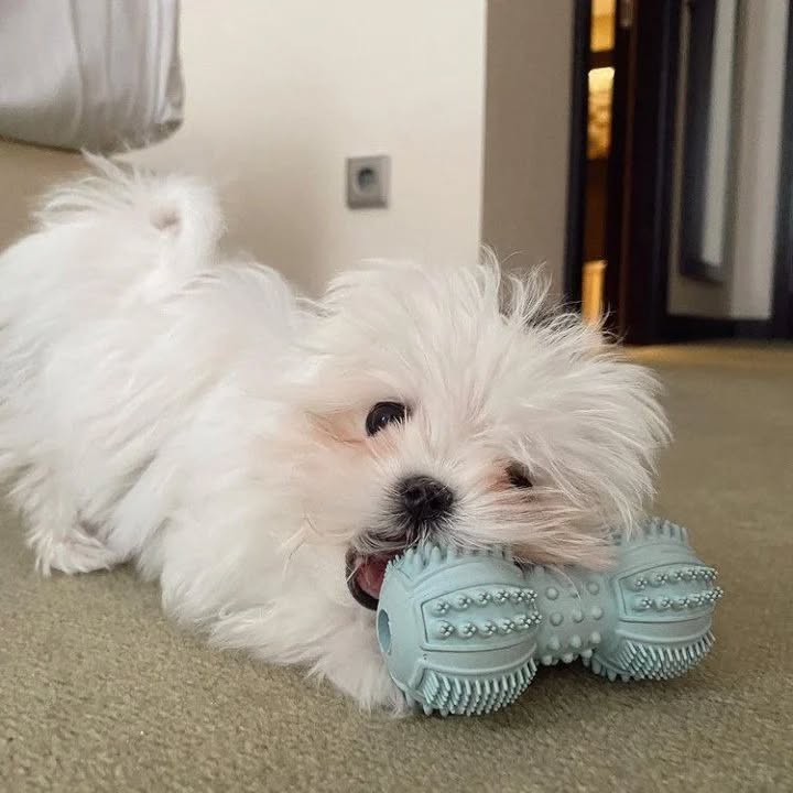 WhatsApp Image 2025-11-08 at 15.52