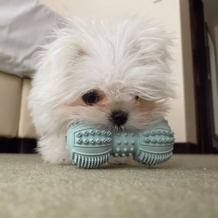 WhatsApp Image 2025-11-08 at 15.54