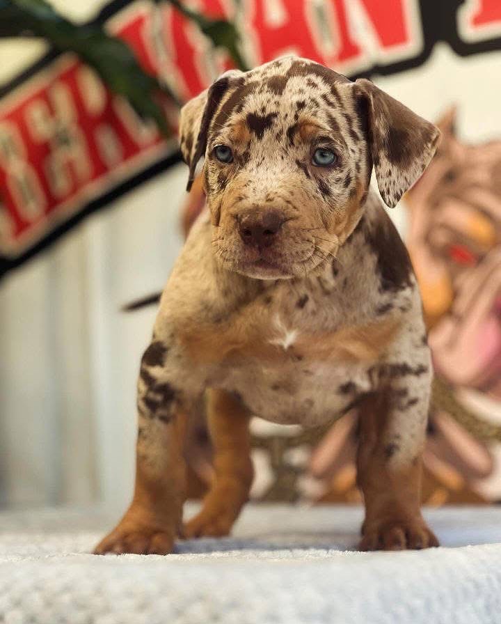 WhatsApp Image 2025-11-08 at 16.03