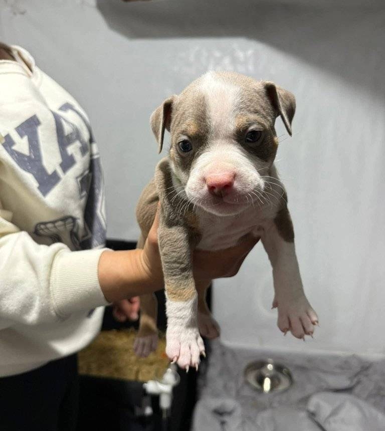 WhatsApp Image 2025-11-08 at 16.07